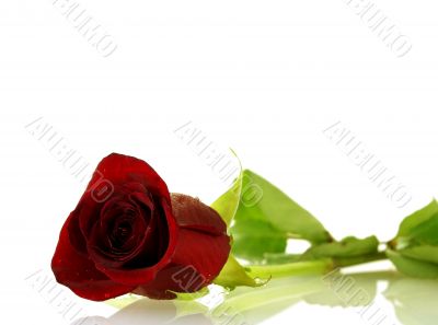 single red rose with droplets