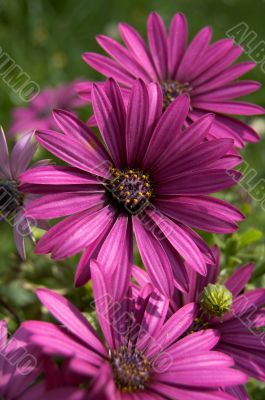 Purple flowers