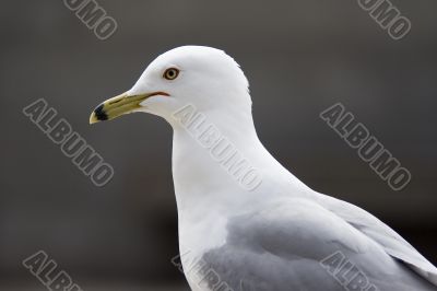 Seagull