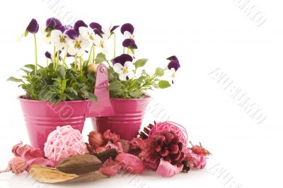 pink in springtime