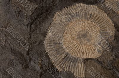 ammonite