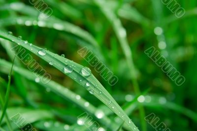 Wet grass