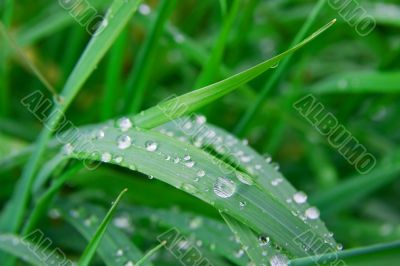 Grass