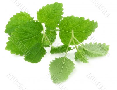 lemon balm