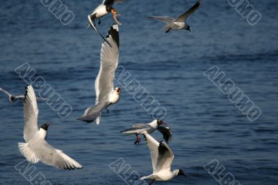 lot of white beautiful seagulls above water fliying