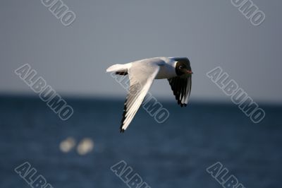 white beautiful seagull above water fliying