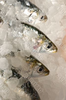 herring on fishmonger slab