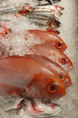 red mullet on fishmonger`s slab
