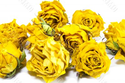 dried yellow roses