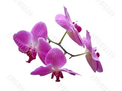 Purple Phalaenopsis