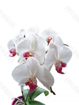 White Phalaenopsis