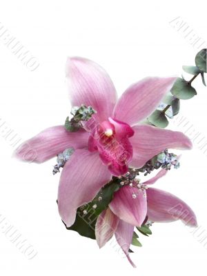 Pink Orchid