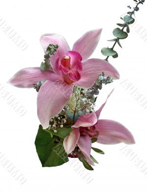Pink Orchids