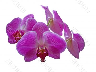 Purple Orchid