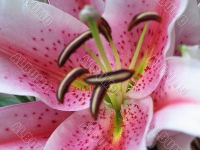 pink flower reproductive system