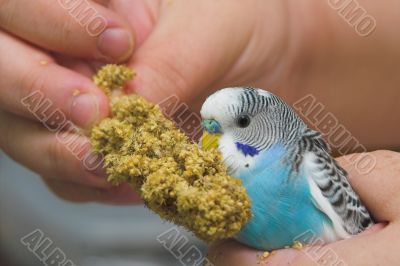 Parakeet