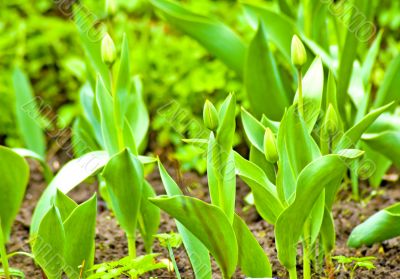 Tulips