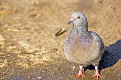 pigeon
