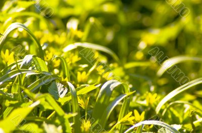 Green grass