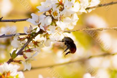 Bee and flower
