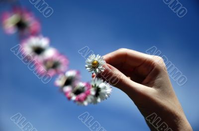 blowing daisy chain