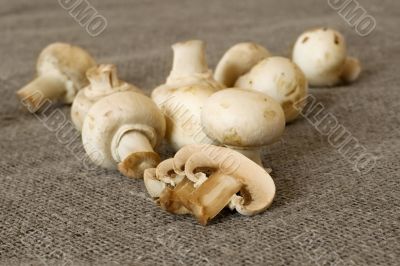 table mushrooms