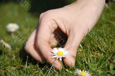daisy picking