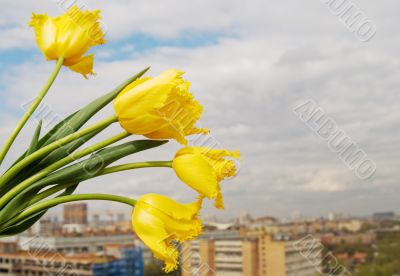 Yellow tulips