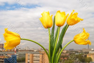 Yellow tulips