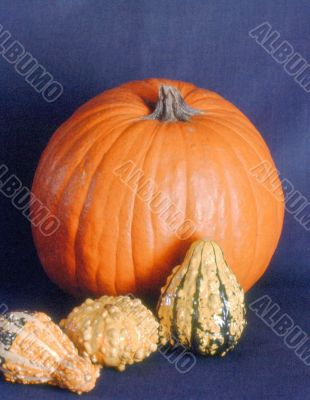 Gourds