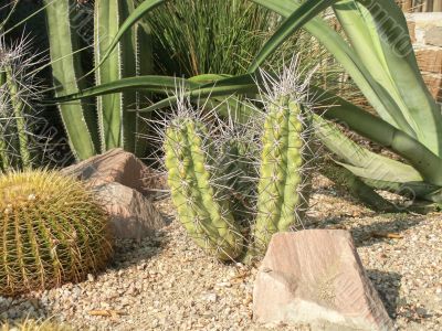 Cactus Garden