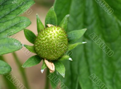 Young Strawberry