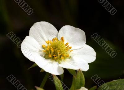 Strawberry Flower