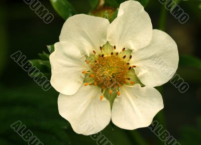 Strawberry Flower