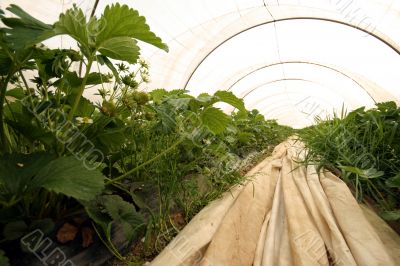 Strwaberry greenhouse