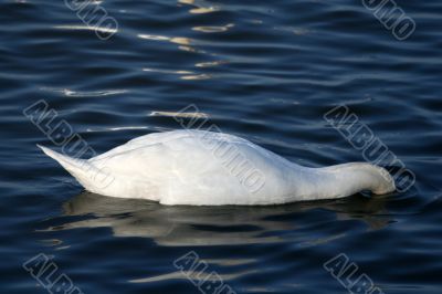 white swan is diving in to water