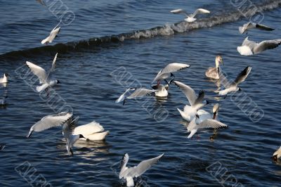 lot of seagull and swans in the water of gulf