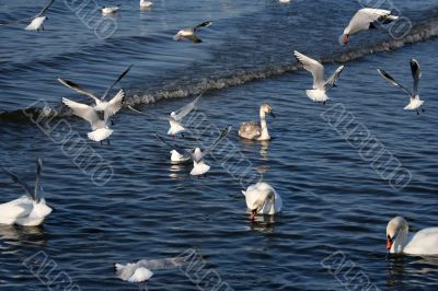 lot of seagull and swans in the water of gulf