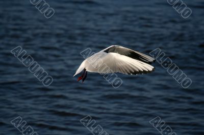seagull is in flight and blue water