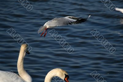 seagull is in flight and heads of two swans