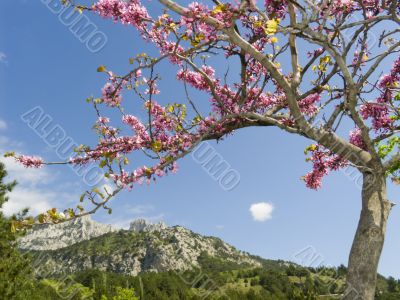 Mountain landscape