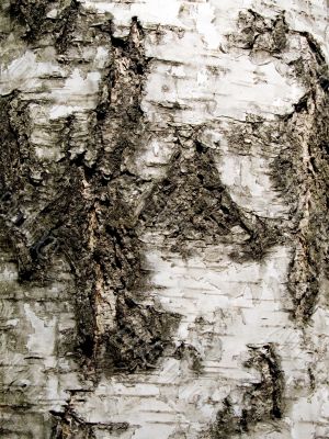 Birch bark