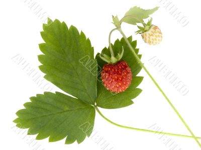 Wild strawberry