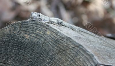 lizzard on a log