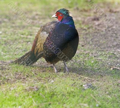 Pheasant