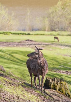 Brood buck