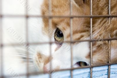 Cat looking through the bars of his cage
