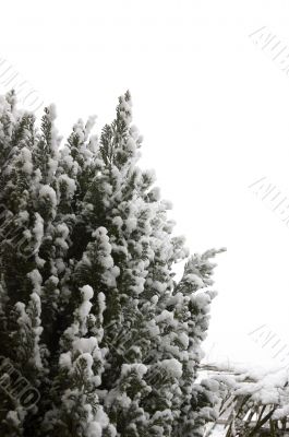 Snow on tree