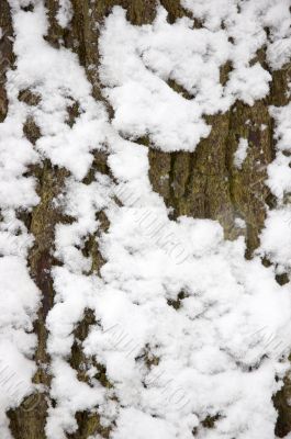Snow on a tree trunk