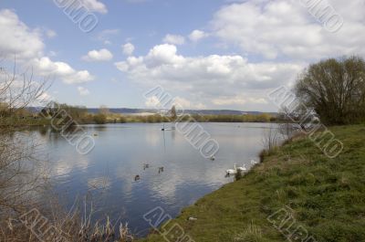 Swans on a lake